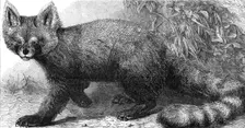 The Ailurus fulgens at the Zoological Society's Gardens, Regent's Park, 1869. Creator: Pearson