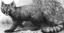 The Ailurus fulgens at the Zoological Society's Gardens, Regent's Park, 1869. Creator: Pearson