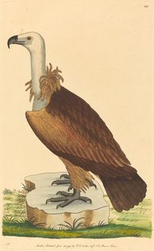 The Alpine Vulture, 1793. Creator: Unknown