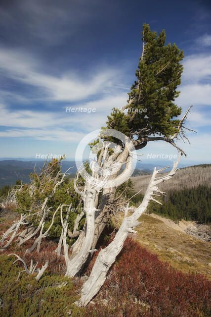 The Alpine Life. Creator: Joshua Johnston.