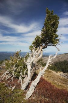 The Alpine Life. Creator: Joshua Johnston