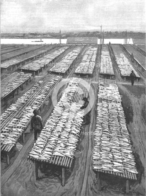''The American Fisheries Question; Cod Drying on Flakes at Gloucester, Massachusetts', 1890. Creator: Rev. W.S Green.