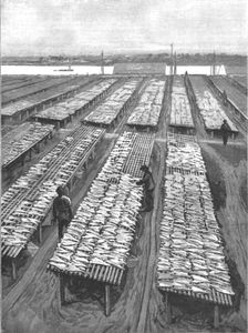'The American Fisheries Question; Cod Drying on Flakes at Gloucester, Massachusetts 1890. Creator: Rev. W.S Green