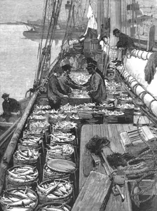 'The American Fisheries Question; Dressing a Deck of Mackerel 1890. Creator: Rev. W.S Green