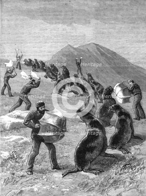 ''The American Fisheries Question; Driving Seals to the Killing Place, Behring's Straits', 1890. Creator: H.W Elliot.