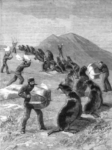 'The American Fisheries Question; Driving Seals to the Killing Place, Behring's Straits 1890. Creator: H.W Elliot