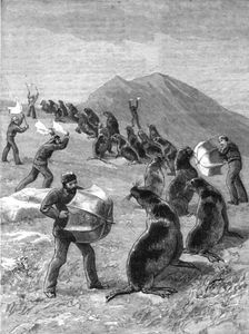 'The American Fisheries Question; Driving Seals to the Killing Place, Behring's Straits 1890. Creator: H.W Elliot