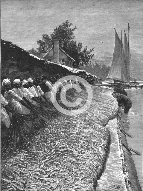 ''The American Fisheries Question; Shad Fisheries on the Potomac', 1890. Creator: H.W Elliot.