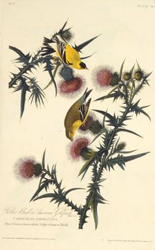 The American goldfinch. From "The Birds of America", 1827-1838. Creator: Audubon, John James (1785-1851)