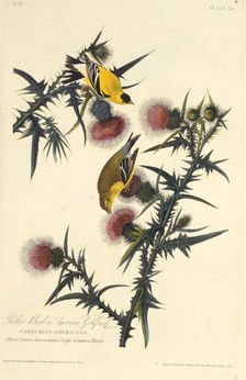 The American goldfinch. From "The Birds of America", 1827-1838. Creator: Audubon, John James (1785-1851)