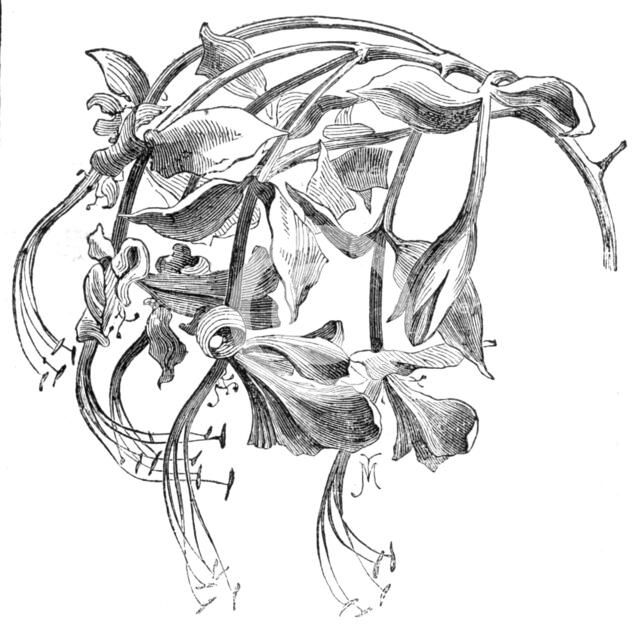 The Amherstia nobilis in flower, 1857. Creator: Unknown.