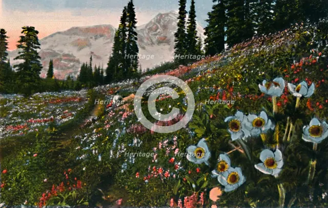 'The Anemone in Mount Rainier National Park', c1916. Artist: Asahel Curtis.