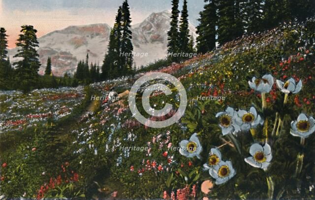 'The Anemone in Mount Rainier National Park', c1916. Artist: Asahel Curtis.