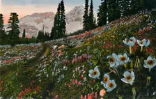 The Anemone in Mount Rainier National Park c1916. Artist: Asahel Curtis