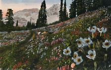 The Anemone in Mount Rainier National Park c1916. Artist: Asahel Curtis