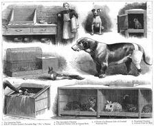 'The Animals Institute-A Hospital for Horses, Dogs, Cats, etc.. 1888. Creator: Unknown