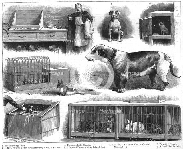''The Animals Institute-A Hospital for Horses, Dogs, Cats, etc..', 1888. Creator: Unknown.