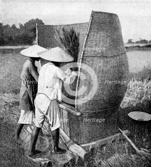 The Annamese way of reaping and threshing rice, Annam, Vietnam, 1922. Artist: Unknown