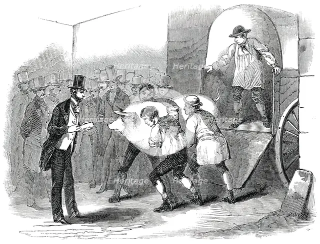 The Annual Exhibition of the Smithfield Club - Bringing in Fat Pig, 1850. Creator: Unknown.