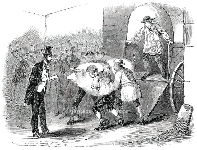 The Annual Exhibition of the Smithfield Club - Bringing in Fat Pig, 1850. Creator: Unknown.