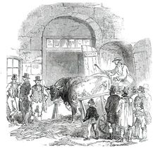 The Annual Exhibition of the Smithfield Club - Bringing in Hereford Ox, 1850. Creator: Unknown