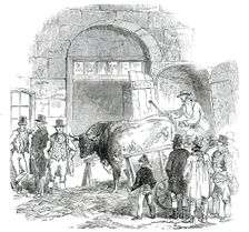 The Annual Exhibition of the Smithfield Club - Bringing in Hereford Ox, 1850. Creator: Unknown