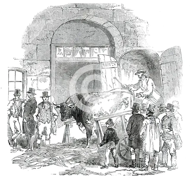 The Annual Exhibition of the Smithfield Club - Bringing in Hereford Ox, 1850. Creator: Unknown.