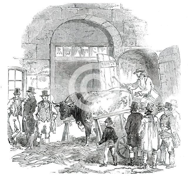 The Annual Exhibition of the Smithfield Club - Bringing in Hereford Ox, 1850. Creator: Unknown.