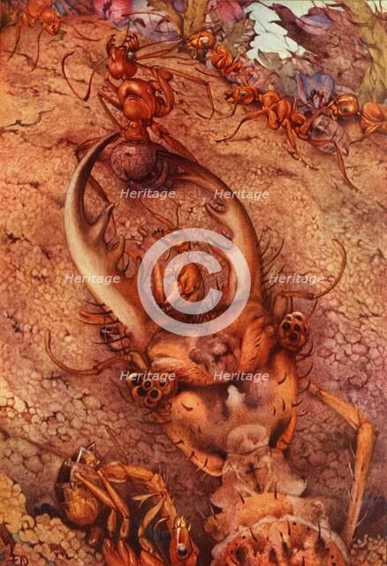 'The Ant Lion', 1914. DELETE - artist in copyright Creator: Edward Julius Detmold.