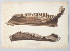 The anterior part of the right side of the Lower Jaw of the Iguanodon Mantelli from Tilgate..., 1848 Creator: Joseph Dinkel