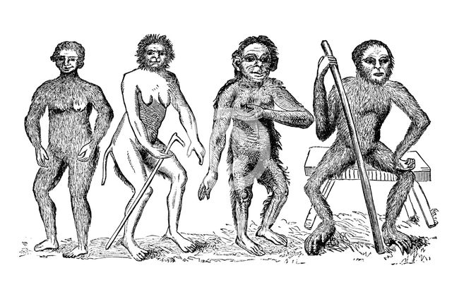 The Anthropomorpha of Linnaeus, c1760, (1863). Creator: Unknown.