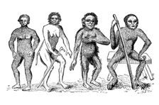 The Anthropomorpha of Linnaeus, c1760, (1863). Creator: Unknown