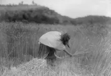 The Apache Reaper [gathering wheat], c1906. Creator: Edward Sheriff Curtis