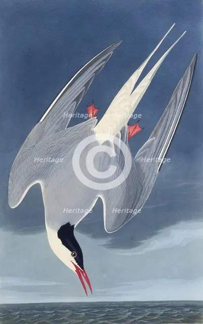 The Arctic tern. From "The Birds of America", 1827-1838. Creator: Audubon, John James (1785-1851).