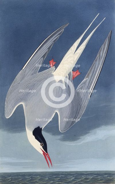 The Arctic tern. From "The Birds of America", 1827-1838. Creator: Audubon, John James (1785-1851).