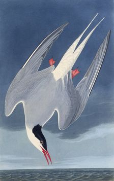 The Arctic tern. From "The Birds of America", 1827-1838. Creator: Audubon, John James (1785-1851)