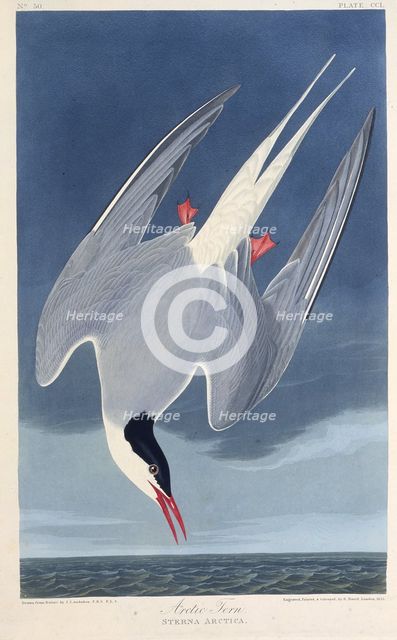 The Arctic tern. From "The Birds of America", 1827-1838. Creator: Audubon, John James (1785-1851).
