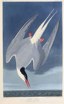 The Arctic tern. From "The Birds of America", 1827-1838. Creator: Audubon, John James (1785-1851)