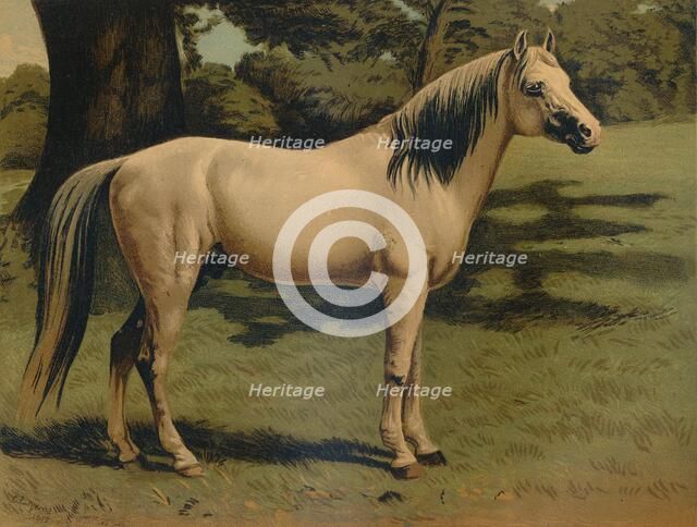 'The Arab Pony Charger of General Sir Hope Grant', c1879. Creator: Unknown.