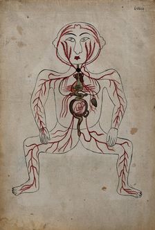 The arteries of the human body with a foetus in the womb, (between 1800 and 1899?). Creator: Unknown