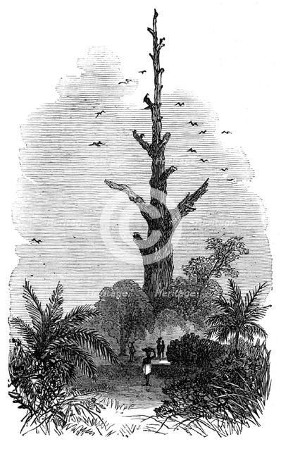 The Ashantee War: tree on the road to Inquabim - from a sketch by our special artist, 1874. Creator: Unknown.