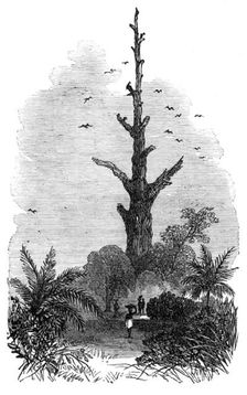 The Ashantee War: tree on the road to Inquabim - from a sketch by our special artist, 1874. Creator: Unknown