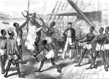 The Ashantee War: shipping bullocks at Sierra Leone for Cape Coast Castle..., 1874. Creator: Unknown