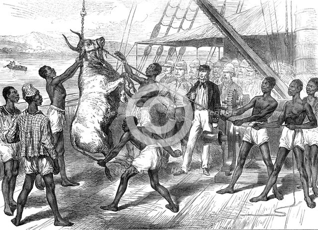 The Ashantee War: shipping bullocks at Sierra Leone for Cape Coast Castle..., 1874. Creator: Unknown.