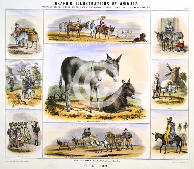 'The Ass', c1850. Artist: Benjamin Waterhouse Hawkins