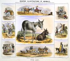 The Ass c1850. Artist: Benjamin Waterhouse Hawkins