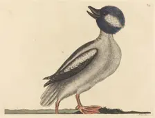 The Buffel's Head Duck (Anas bucephala), published 1731-1743. Creator: Mark Catesby
