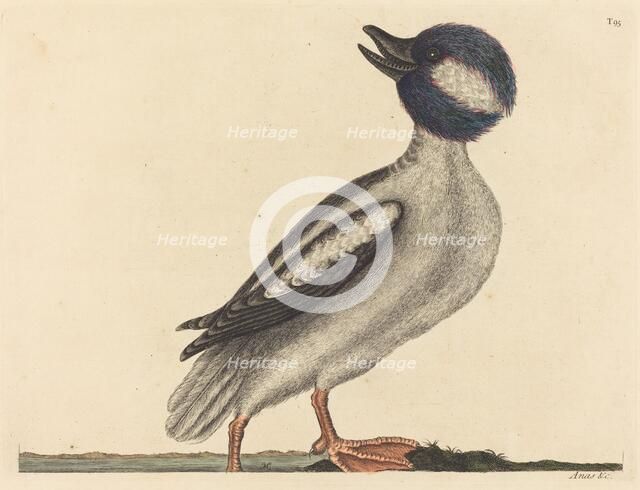 The Buffel's Head Duck (Anas bucephala), published 1731-1743. Creator: Mark Catesby.