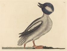 The Buffel's Head Duck (Anas bucephala), published 1731-1743. Creator: Mark Catesby