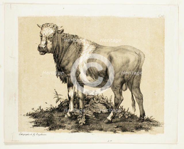 The Bull, October 1815. Creator: Godefroy Engelmann.